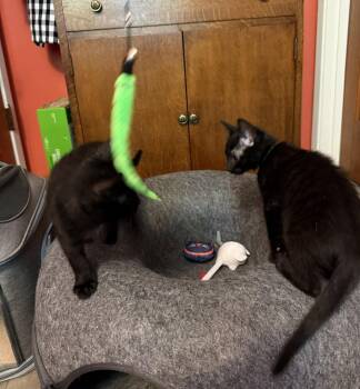 STAR - Bonded with Astro -  Domestic Short Hair Cat for Adoption in Fremont, California - STAR - Bonded With Astro | PetCurious