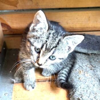 Nutty Siblings - Cashew (fka Khan) -  Domestic Short Hair Cat for Adoption in Washington, District Of Columbia - Nutty Siblings - Cashew (fka Khan) | PetCurious