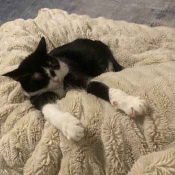 Tuck -  Domestic Short Hair Cat for Adoption in Las Vegas, Nevada - Tuck | PetCurious