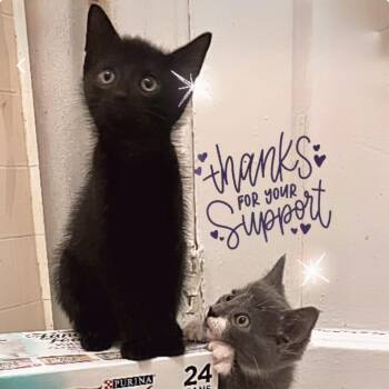 Gatsby(Runt) -  Domestic Short Hair Cat for Adoption in Westhampton, New York - Gatsby(Runt) | PetCurious