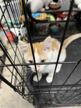 Rescue Domestic Short Hair Cats for Adoption in Antioch, California - Goldie | PetCurious