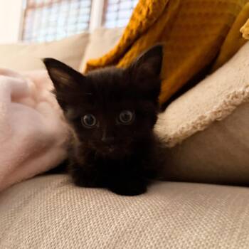 Midnight -  Domestic Medium Hair Cat for Adoption in Chesapeake, Virginia - Midnight | PetCurious