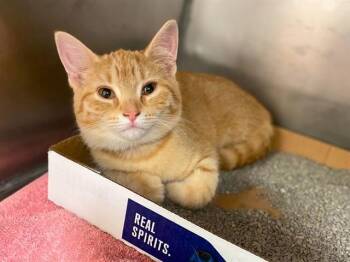 JUNE -  Domestic Short Hair Cat for Adoption in Fort Wayne, Indiana - JUNE | PetCurious