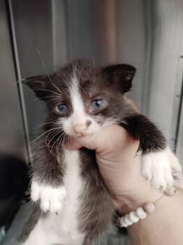 Meow -  Domestic Short Hair Cat for Adoption in Republic, Missouri - Meow | PetCurious