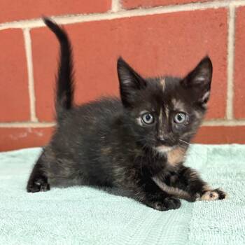 Domestic Short Hair Cats Available for Adoption in Cabot, Arkansas - Henny | PetCurious