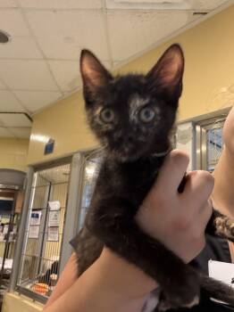 Jellybean -  Domestic Short Hair Cat for Adoption in Charleston, South Carolina - Jellybean | PetCurious