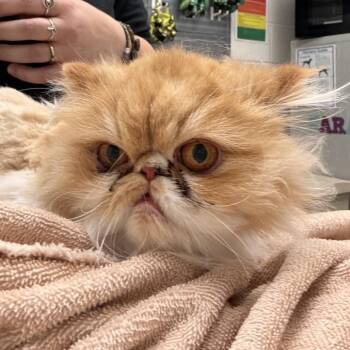 Ginger -  Persian Cat for Adoption in Murray, Utah - Ginger | PetCurious