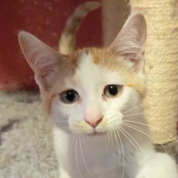 Monroe -  Domestic Short Hair Cat for Adoption in Grand Rapids, Minnesota - Monroe | PetCurious