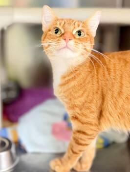 Jacoba -  Domestic Short Hair Cat for Adoption in Hamilton, Ontario - Jacoba | PetCurious