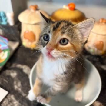 Clover -  Domestic Short Hair Cat for Adoption in Springfield, Illinois - Clover | PetCurious