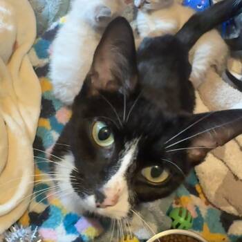 Tuna -  Domestic Short Hair Cat for Adoption in Avon, New York - Tuna | PetCurious