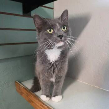 Krispy Kreme aka K.K. -  Domestic Medium Hair Cat for Adoption in Shippenville, Pennsylvania - Krispy Kreme Aka K.K. | PetCurious