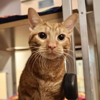 Domestic Short Hair Cats Available for Adoption in Briarcliff Manor, New York - Milton | PetCurious