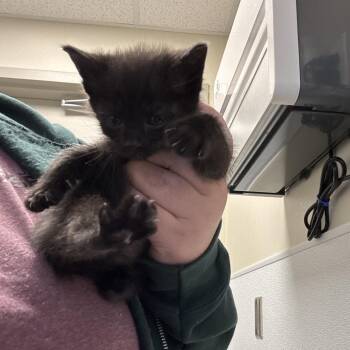 Domestic Short Hair Cats Available for Adoption in Tulsa, Oklahoma - Lord Sheddington | PetCurious