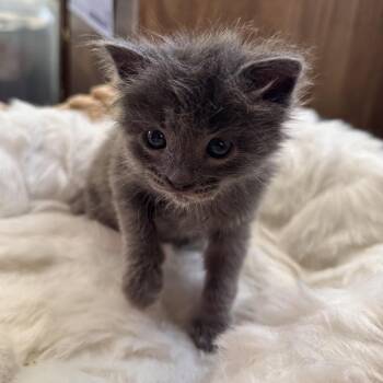 Sam Rainey -  Domestic Short Hair Cat for Adoption in Eagle Mountain, Utah - Sam Rainey | PetCurious