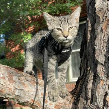 Jack Jack -  Domestic Short Hair Cat for Adoption in Fort Worth, Texas - Jack Jack | PetCurious