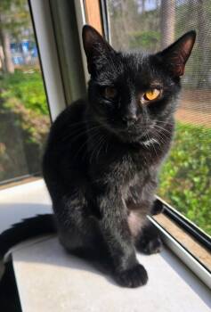 Domestic Short Hair Cats Available for Adoption - Lui | PetCurious