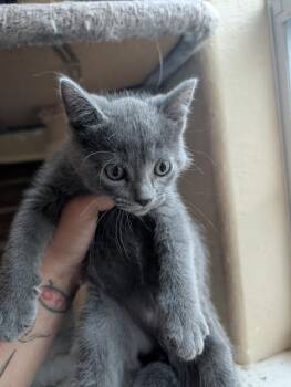 Russian Blue and Domestic Short Hair Cats Available for Adoption - Hpnotiq | PetCurious