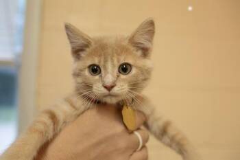 Domestic Short Hair and Tabby Cats Available for Adoption in Mountain Home, Arkansas - Firecracker | PetCurious