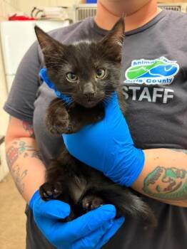Greg -  Domestic Short Hair Cat for Adoption in Fruit Heights, Utah - Greg | PetCurious