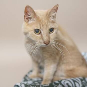 Domestic Short Hair and American Shorthair Cats Available for Adoption - Duffy | PetCurious