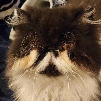 Persian Cats Available for Adoption - Dinah | PetCurious