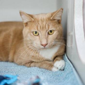 Riddler -  Domestic Short Hair Cat for Adoption in Atlanta, Georgia - Riddler | PetCurious