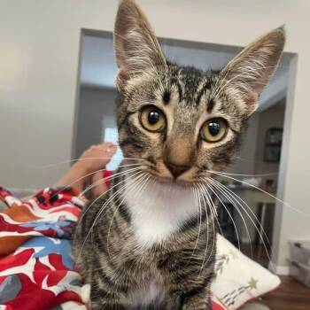 Allen -  Domestic Short Hair Cat for Adoption in Houston, Texas - Allen | PetCurious