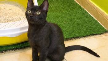 Domestic Short Hair Cats Available for Adoption in Mississauga, Ontario - Nova | PetCurious