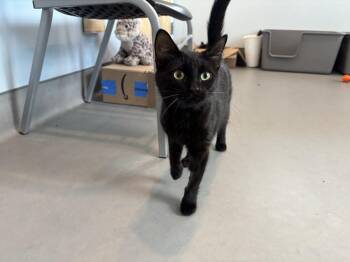 Luna Bear -  Domestic Short Hair Cat for Adoption in Norristown, Pennsylvania - Luna Bear | PetCurious