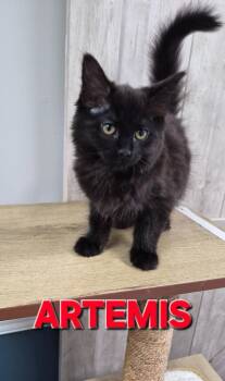 ARTEMIS Piedmont Mom Kitten 4 -  Domestic Medium Hair Cat Available for Adoption in Rome, Georgia - ARTEMIS Piedmont Mom Kitten 4 | PetCurious