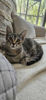 Rescue Domestic Short Hair Cats for Adoption in Tampa, Florida - Marina | PetCurious