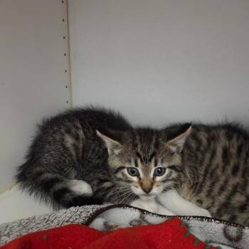 Snap -  Domestic Short Hair Cat for Adoption in North Battleford, Saskatchewan - Snap | PetCurious