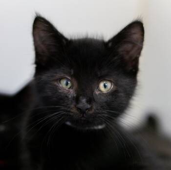 Oak Park Clark -  Domestic Short Hair Cat for Adoption in Pontiac, Michigan - Oak Park Clark | PetCurious