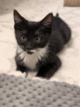 Bam Bam -  Domestic Short Hair Cat for Adoption in Fort Mill, South Carolina - Bam Bam | PetCurious