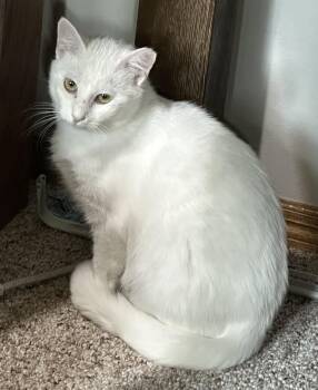 Domestic Short Hair Cats Available for Adoption in Sisseton, South Dakota - Opal | PetCurious