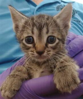 Domestic Short Hair Cats Available for Adoption in Doral, Florida - RACHEL | PetCurious