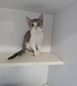 Domestic Short Hair Cats Available for Adoption - Nova | PetCurious