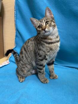 Rescue Extra Toes Cat Hemingway Polydactyl Cats for Adoption - Thumbelina Daughter Of PollyAnna | PetCurious