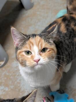 April -  Domestic Short Hair Cat for Adoption in Tilton, Illinois - April | PetCurious