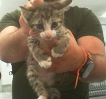 A1266179 -  Domestic Short Hair Cat for Adoption in Charlotte, North Carolina - A1266179 | PetCurious