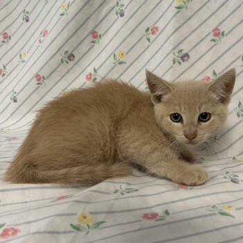 Sparkplug (gray collar) -  Domestic Long Hair Cat for Adoption in Coos Bay, Oregon - Sparkplug (gray Collar) | PetCurious