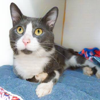 JJ -  American Shorthair Cat for Adoption in South Elgin, Illinois - JJ | PetCurious