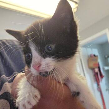 Stratus -  Domestic Short Hair Cat for Adoption in Newark, New Jersey - Stratus | PetCurious
