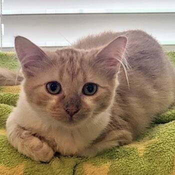 Rescue Domestic Short Hair Cats for Adoption in Boerne, Texas - Jane Eyre | PetCurious