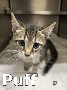 Puff -  Domestic Short Hair Cat for Adoption in Rocky Mount, North Carolina - Puff | PetCurious