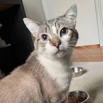 Miso -  Siamese and Domestic Short Hair Cat for Adoption in Pickering, Ontario - Miso | PetCurious