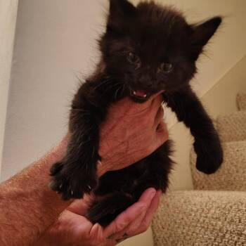 Binx -  Domestic Long Hair Cat for Adoption in Columbia, Missouri - Binx | PetCurious