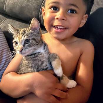 Scary Spice -  Calico and Tabby Cat for Adoption in Hawley, Pennsylvania - Scary Spice | PetCurious