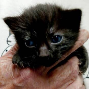 Domestic Short Hair Cats Available for Adoption in Bulverde, Texas - Bonnie | PetCurious